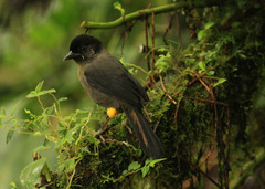 Yellow-Thighed Brushfinch photo 2