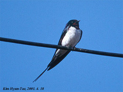 Hirundo rustica gutturalis