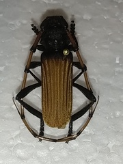 Tragidion densiventre