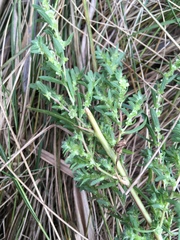 Cycloloma atriplicifolium
