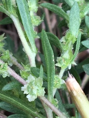 Cycloloma atriplicifolium