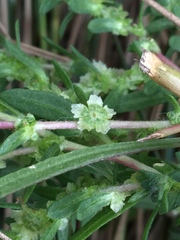 Cycloloma atriplicifolium