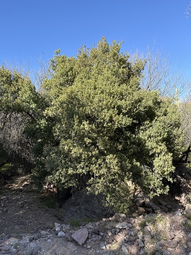 Ajo Mountain scrub oak