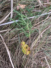 Cycloloma atriplicifolium