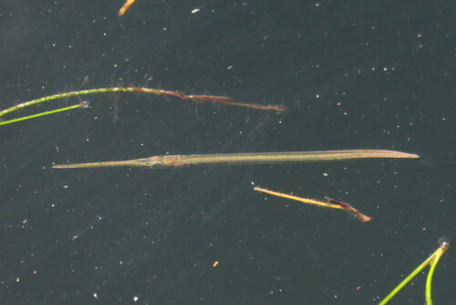 Atlantic needlefish (Strongylura timucu) — Belonidae — 5