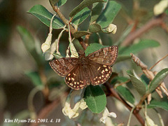 Erynnis montanus