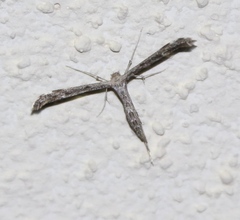 Hellinsia inquinatus