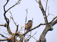 Pachyramphus validus