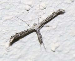 Hellinsia inquinatus