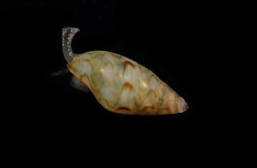 Lunate Dove Shell