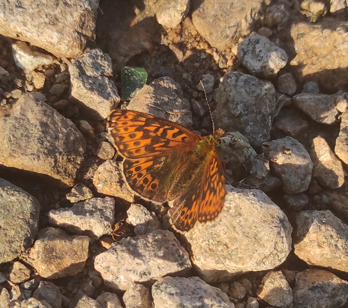 Thor's Fritillary