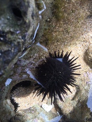 Echinometra oblonga
