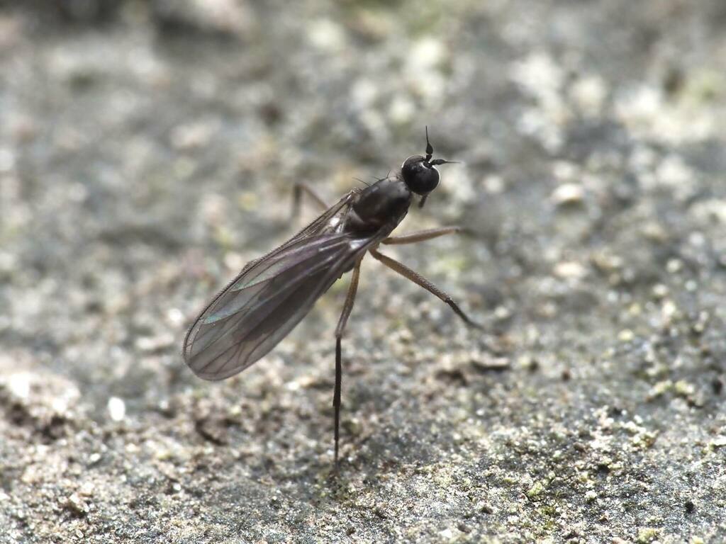 Roederiodes