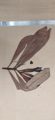 False Coffee (Agrostistachys coriacea)