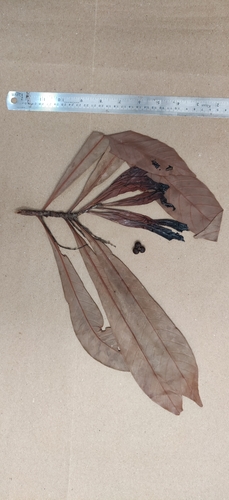 Image of Agrostistachys borneensis by (c) T R Shankar Raman, some rights reserved (CC BY)