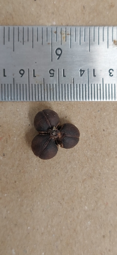 Image of Agrostistachys borneensis by (c) T R Shankar Raman, some rights reserved (CC BY)