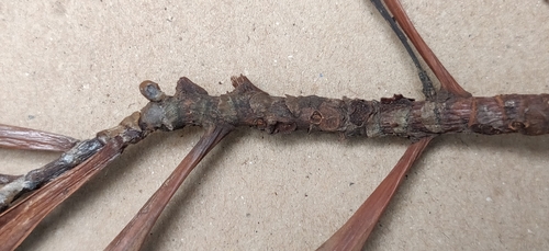 Image of Agrostistachys borneensis by (c) T R Shankar Raman, some rights reserved (CC BY)