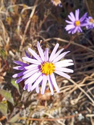 Italian Aster