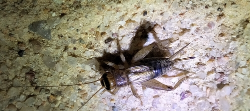 Modicogryllus consobrinus