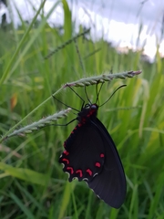 Parides montezuma