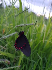 Parides montezuma