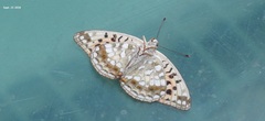 Argynnis
