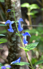 Salvia patens