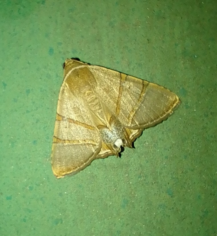 Eulepidotis Hübner, 1823