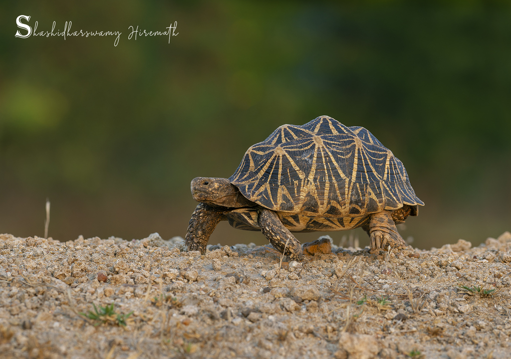 Photo by SHASHIDHARSWAMY HIREMATH
