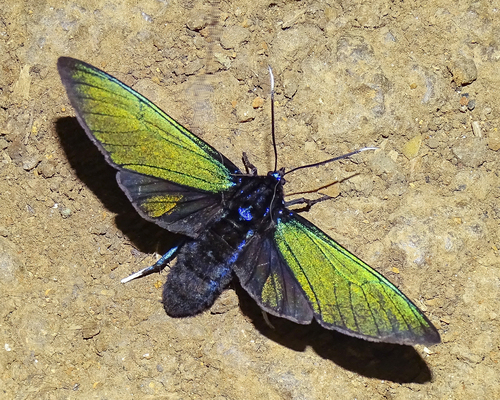 Chrysocale gigas
