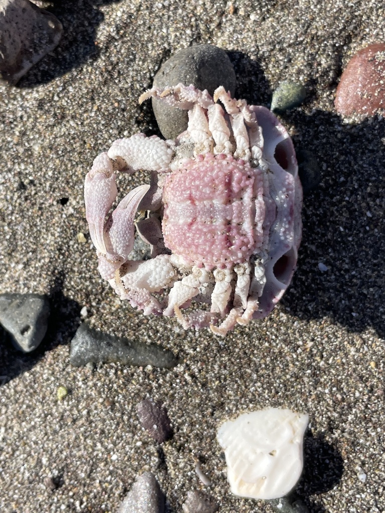 Speloeophorus schmitti