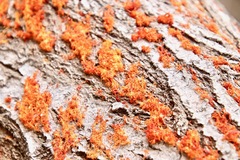 Cytospora