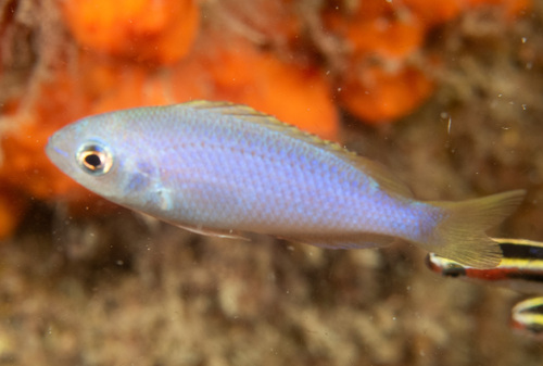 Green puller (Pristotis obtusirostris) — Pomacentridae — 5