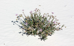 Abronia angustifolia