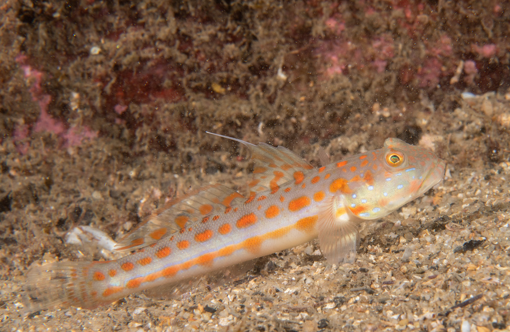 Orange-dashed Goby from "Parsley Bay, Vaucluse" on April 07, 2023 at 07 ...