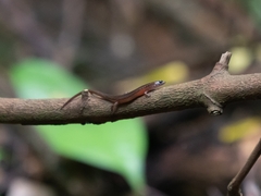 Singapore Swamp Skink photo 2