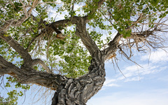 Populus deltoides wislizenii
