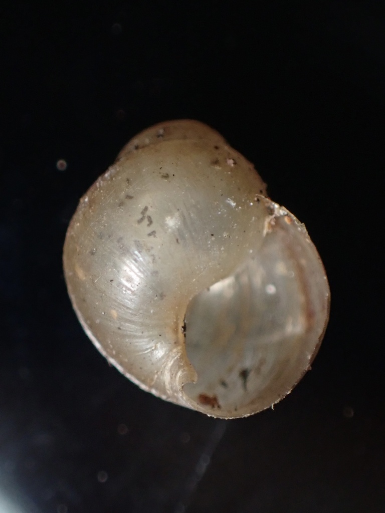 Elasmias anceyanum