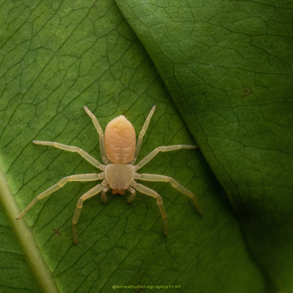 Psellonus