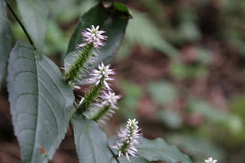 Veronicastrum latifolium