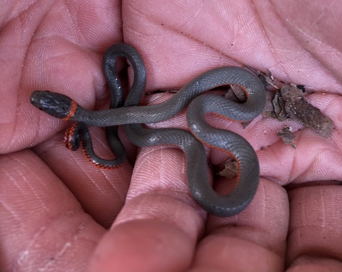 iNaturalist observation photo of Ring-necked Snake
