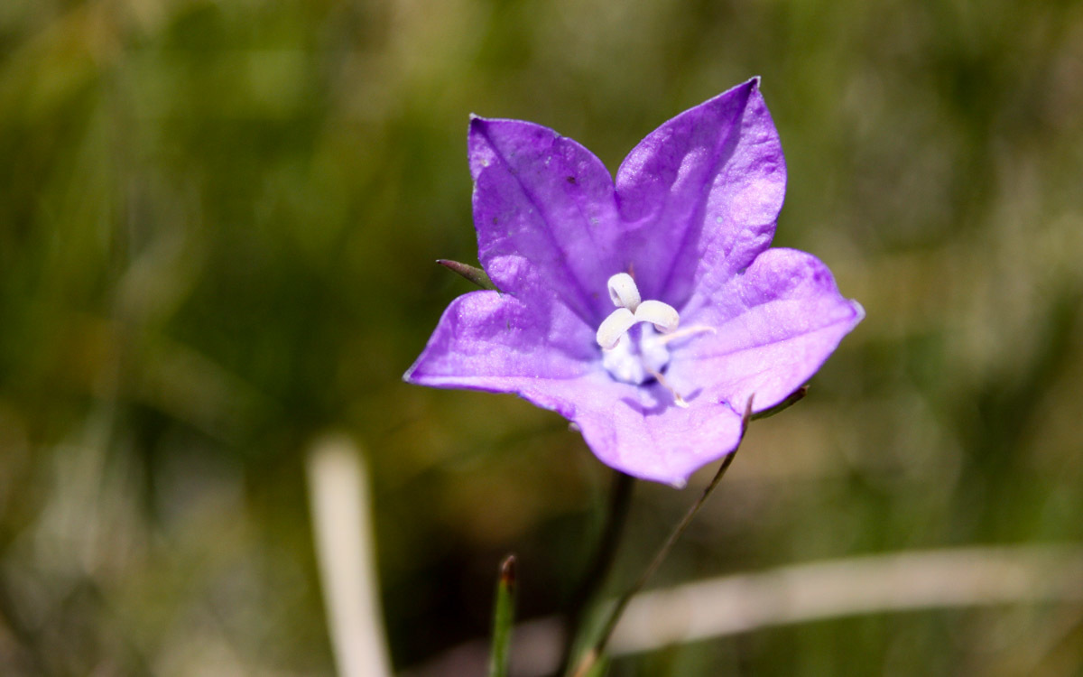 Campanula parryi
