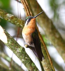 Lampornis castaneoventris