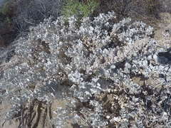 Atriplex barclayana