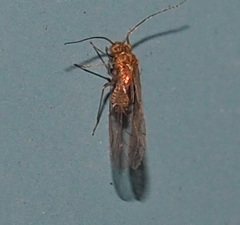 Lachesillidae