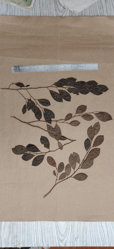 Gomphandra coriacea (Gomphandra coriacea)