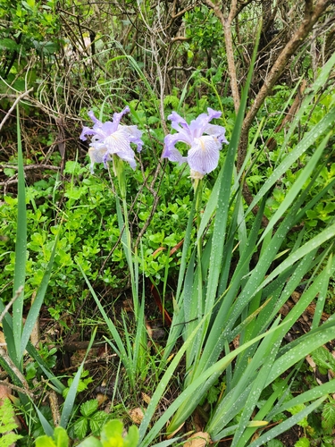 Image of Iris longipetala by (c) Rupert Clayton, some rights reserved (CC BY)