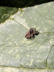 Phidippus johnsoni