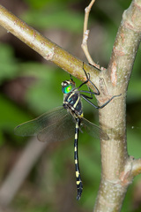 Macromia pacifica
