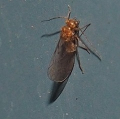 Lachesillidae
